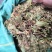 贵州金银花产地直销可视频