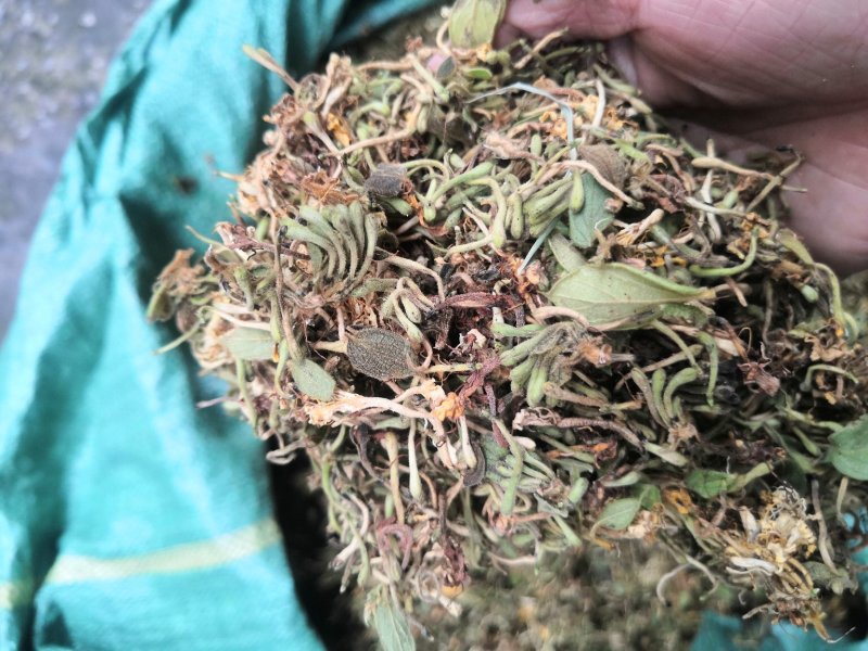 贵州金银花产地直销可视频
