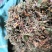 贵州金银花产地直销可视频