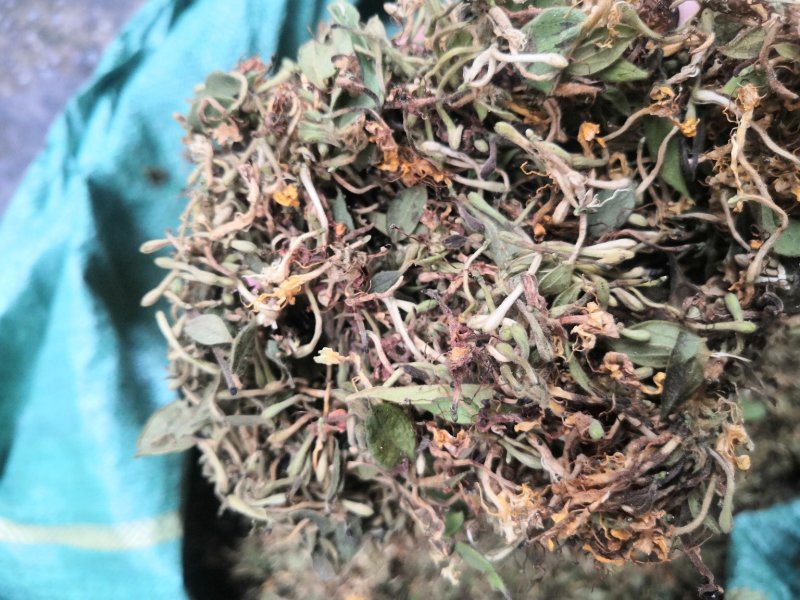 贵州金银花产地直销可视频
