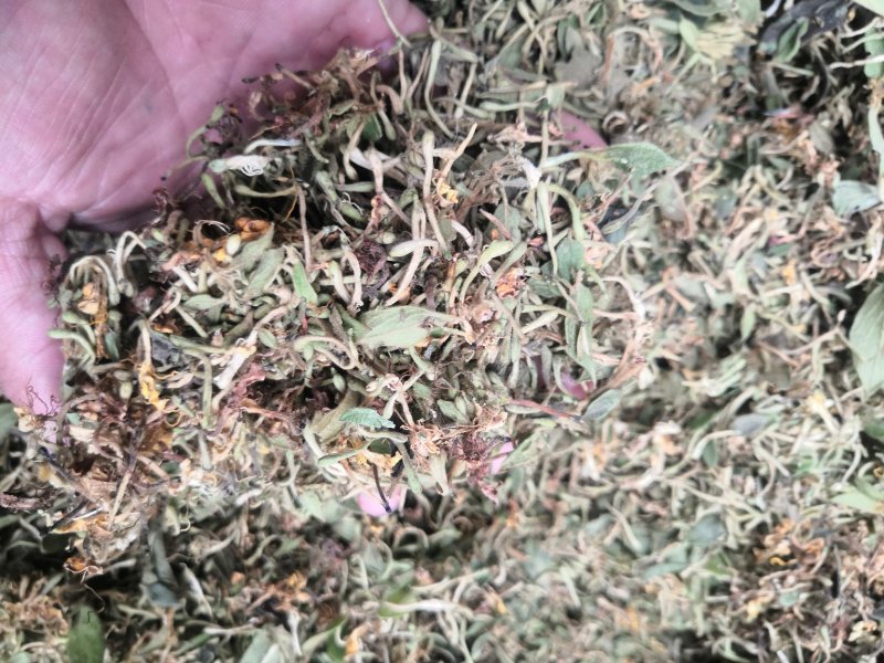 贵州金银花产地直销可视频