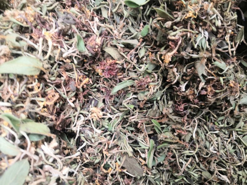 贵州金银花产地直销可视频