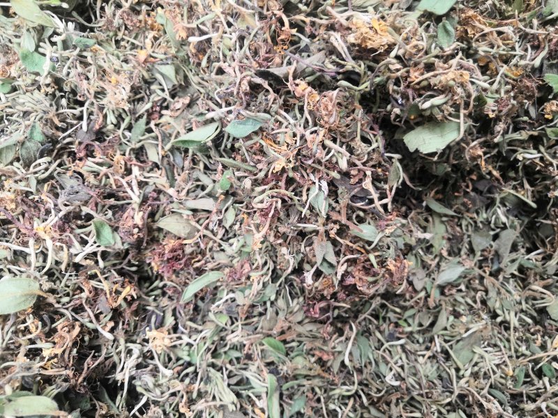 贵州金银花产地直销可视频