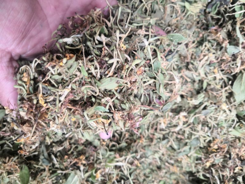 贵州金银花产地直销可视频