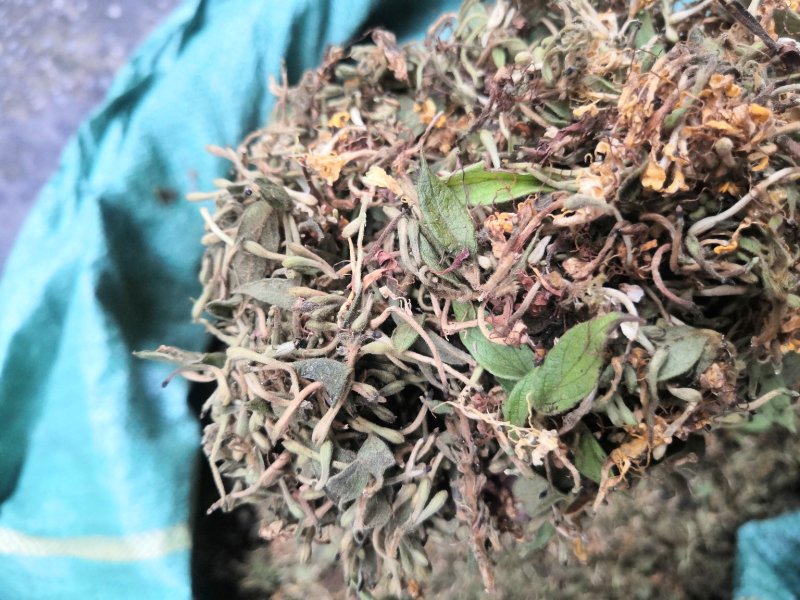 贵州金银花产地直销可视频