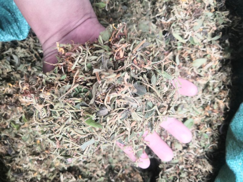贵州金银花产地直销可视频