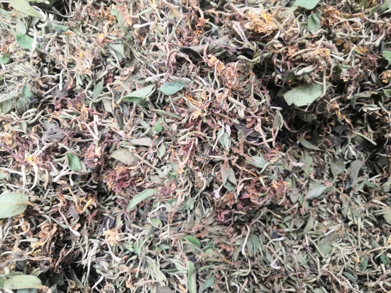 贵州金银花产地直销可视频