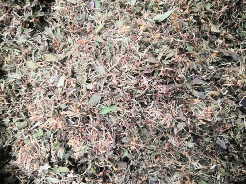 贵州金银花产地直销可视频
