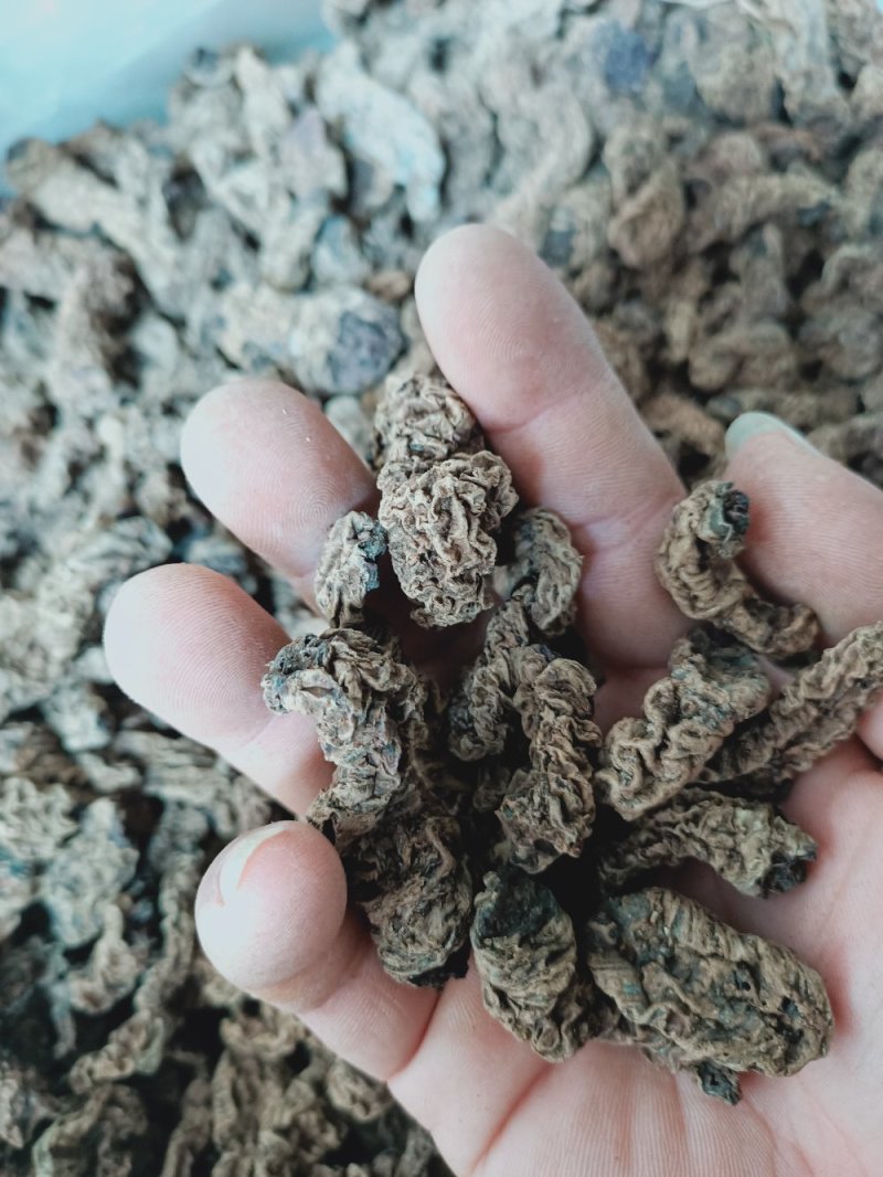 中药材蚂蟥七石螃蟹石蜈蚣红蚂蝗七干货500克一件