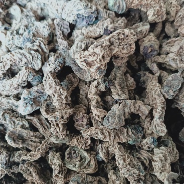 中药材蚂蟥七石螃蟹石蜈蚣红蚂蝗七干货500克一件
