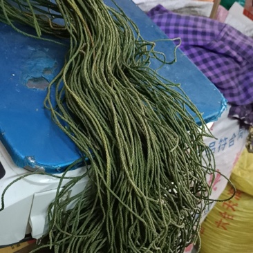 田氏冷背中草药，伸筋草，马尾千金草，马尾草