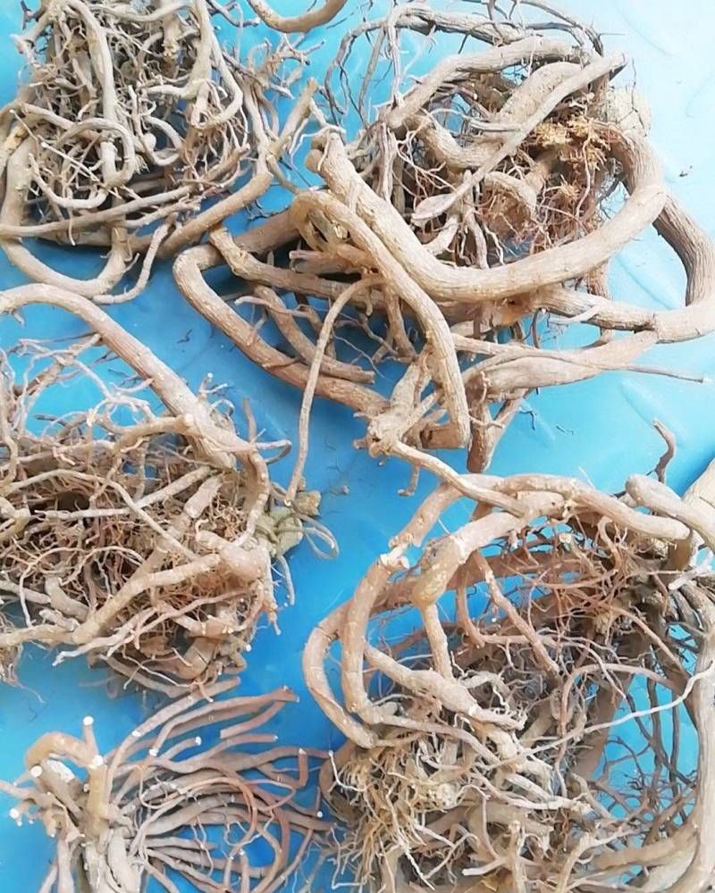 野生中药材朱砂根，小罗伞，铁凉茶，一把伞全根干净货