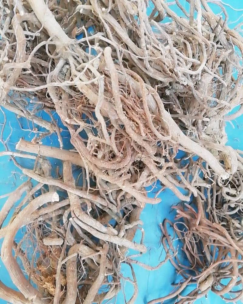 野生中药材朱砂根，小罗伞，铁凉茶，一把伞全根干净货