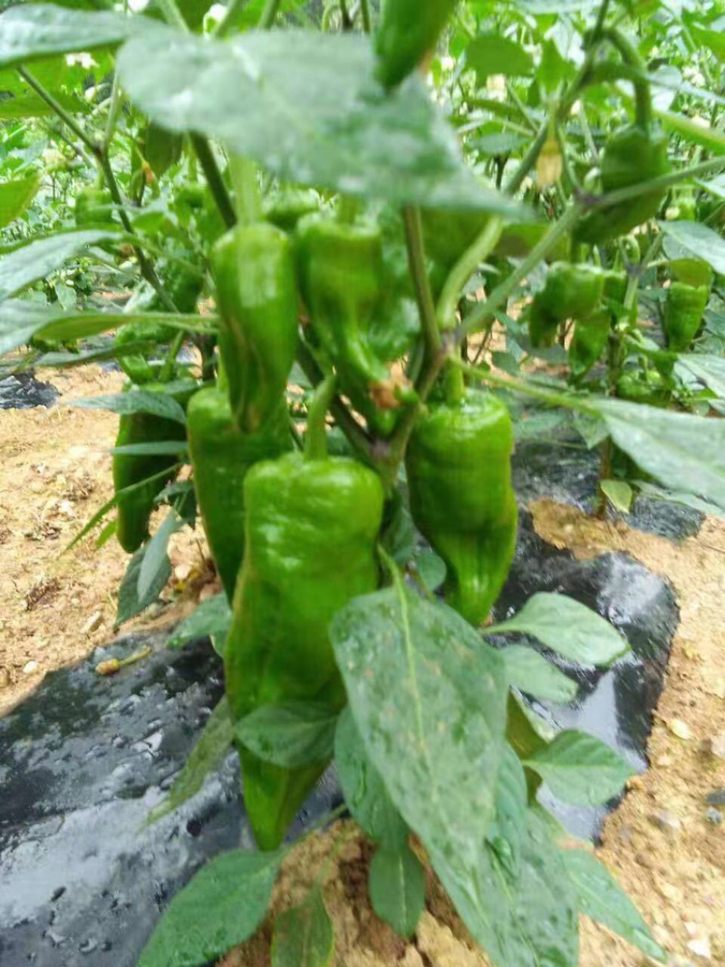 芜湖椒，高山薄皮椒，保质保量，诚信经营，欢迎订购。
