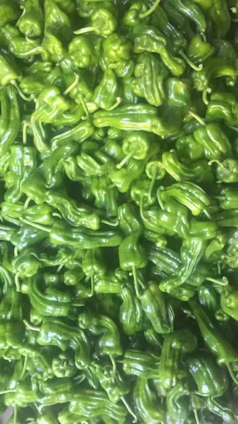 芜湖椒，高山薄皮椒，保质保量，诚信经营，欢迎订购。