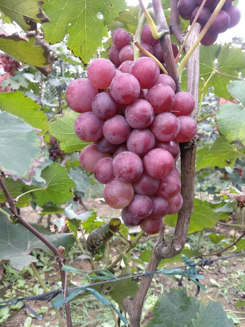 晋州巨峰葡萄万亩基地直发量大从优保质保量售后无忧