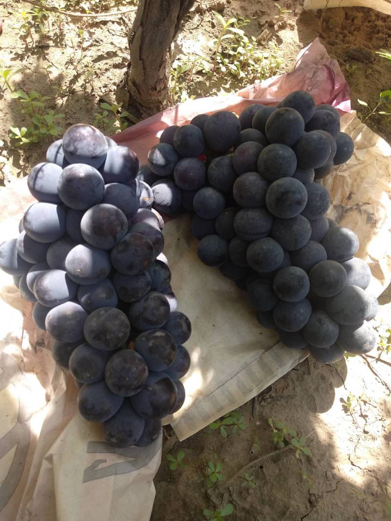 晋州巨峰葡萄万亩基地直发量大从优保质保量售后无忧