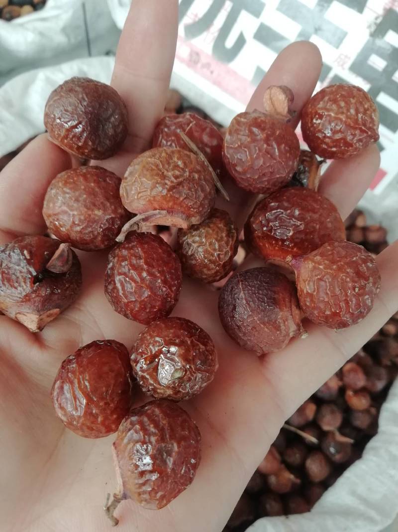 洗手果，木患果广西野生无患子圆皂角洗手果木患子