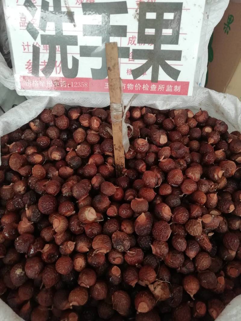 洗手果，木患果广西野生无患子圆皂角洗手果木患子