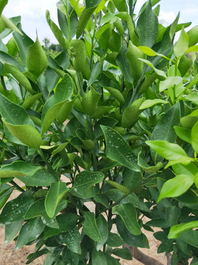 媛红碰柑枝条枝条老熟质量保证价格优惠