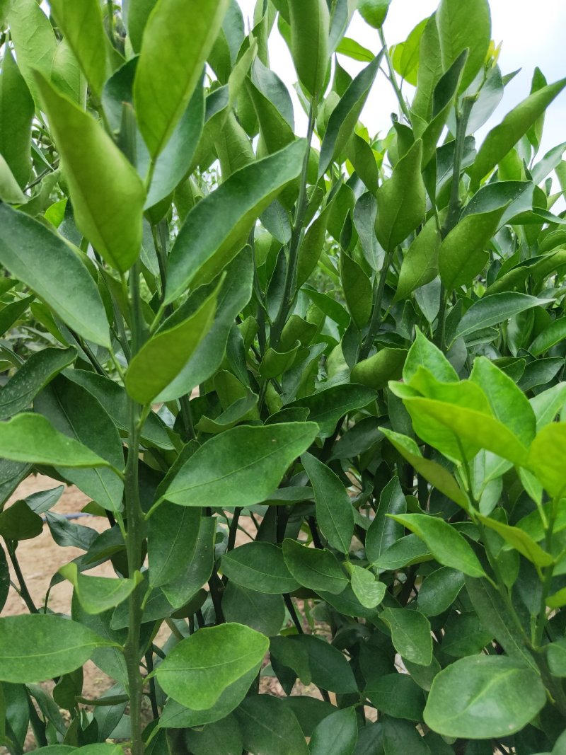 媛红碰柑枝条枝条老熟质量保证价格优惠