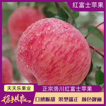 【高品质】红富士苹果品质高价格低〔商超品质〕全国发货
