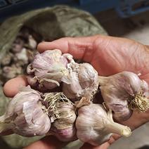亳州大蒜是专业育苗蒜种，七月种植十月卖货，高产抗病