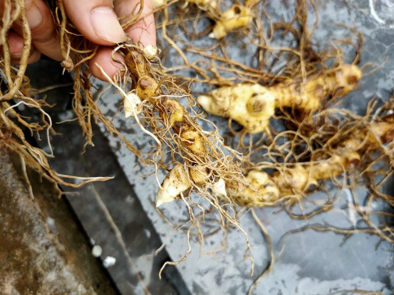 多花倒苗姜型黄精芽头，大量供应优质芽头统货