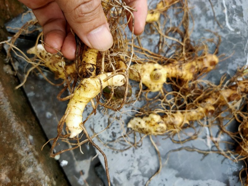 多花倒苗姜型黄精芽头，大量供应优质芽头统货