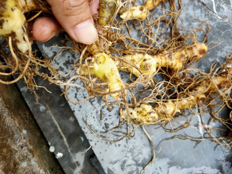 多花倒苗姜型黄精芽头，大量供应优质芽头统货