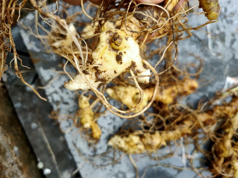 多花倒苗姜型黄精芽头，大量供应优质芽头统货