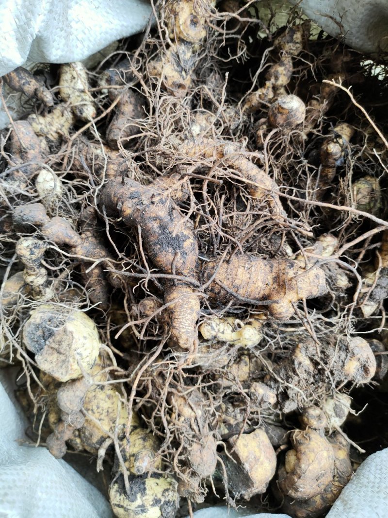 多花倒苗姜型黄精芽头，大量供应优质芽头统货