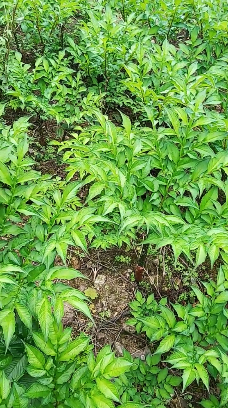 魔芋