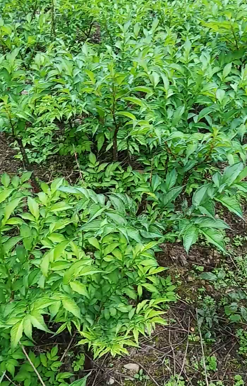 魔芋
