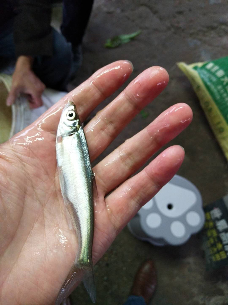【翘壳鱼苗】优质品种、成活率高、包送货上门