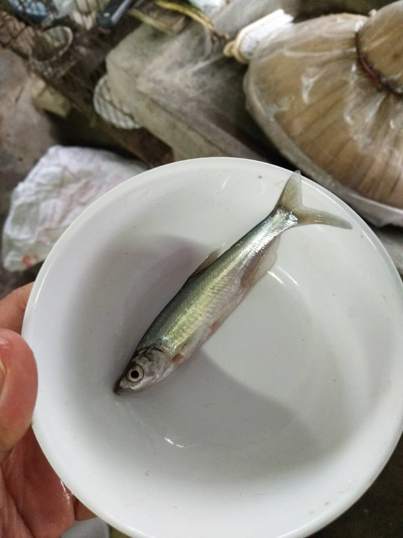 【翘壳鱼苗】优质品种、成活率高、包送货上门