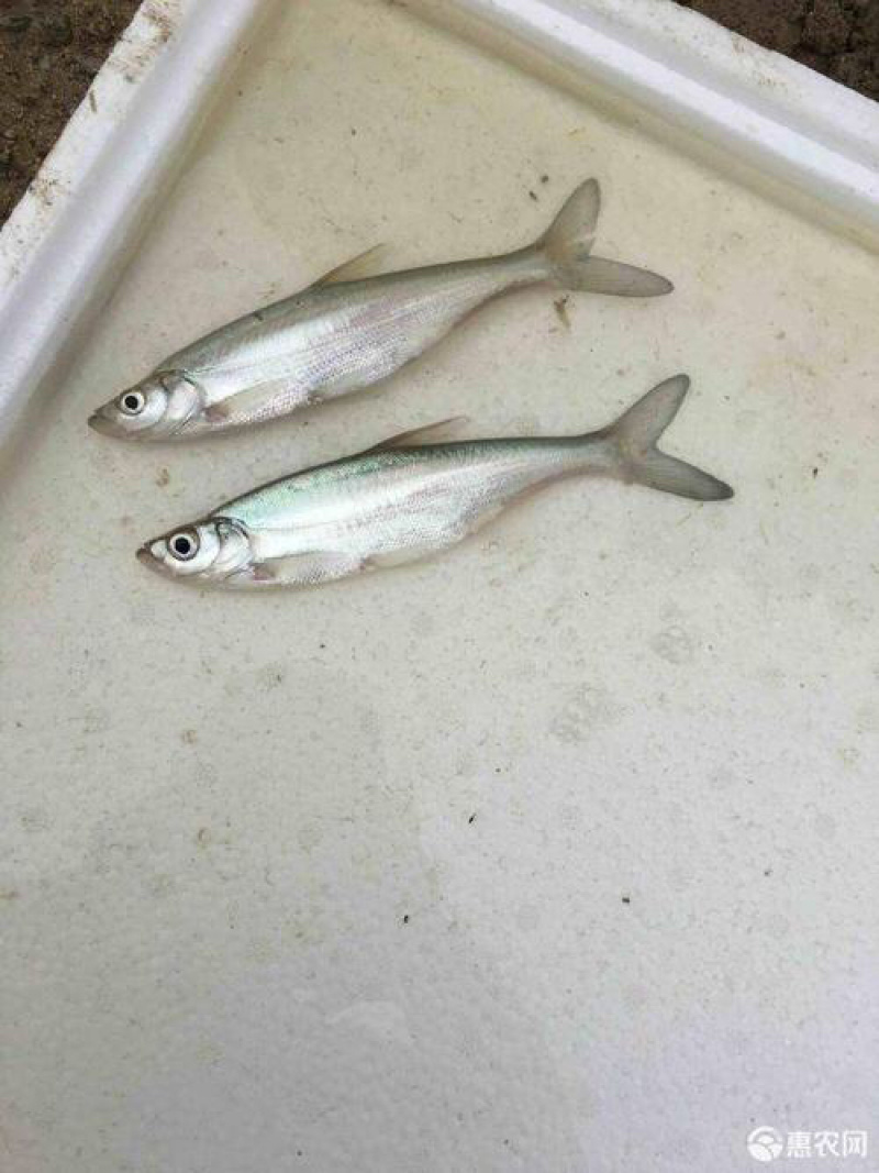 【翘壳鱼苗】优质品种、成活率高、包送货上门