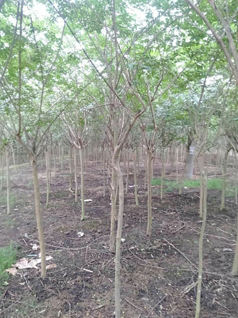 紫薇幼苗2-8公分批发树形优美，价格优惠
