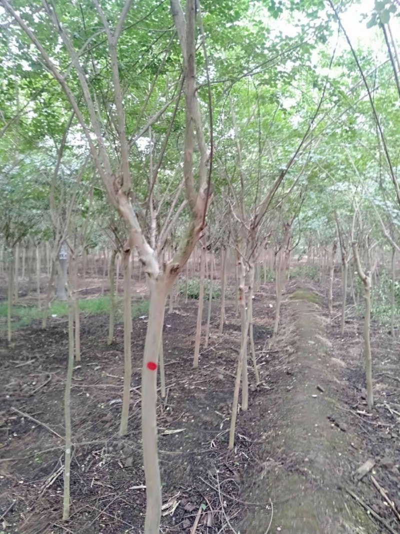 紫薇幼苗2-8公分批发树形优美，价格优惠