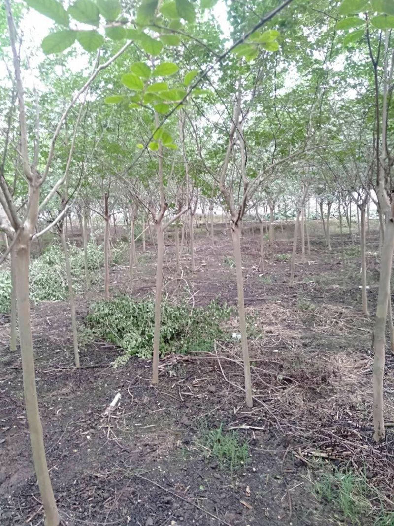 紫薇幼苗2-8公分批发树形优美，价格优惠