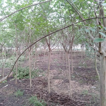 紫薇幼苗2-8公分批发树形优美，价格优惠