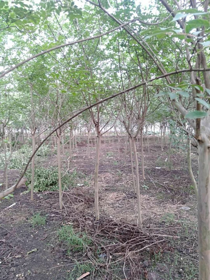 紫薇幼苗2-8公分批发树形优美，价格优惠