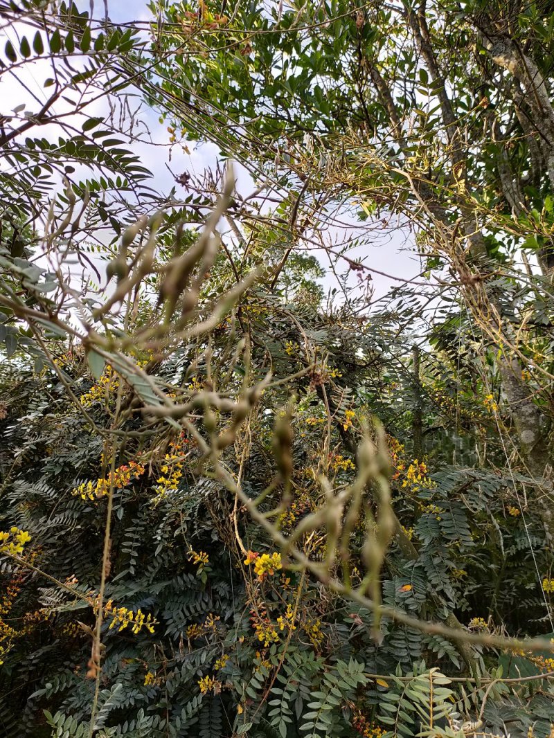 山豆根种子