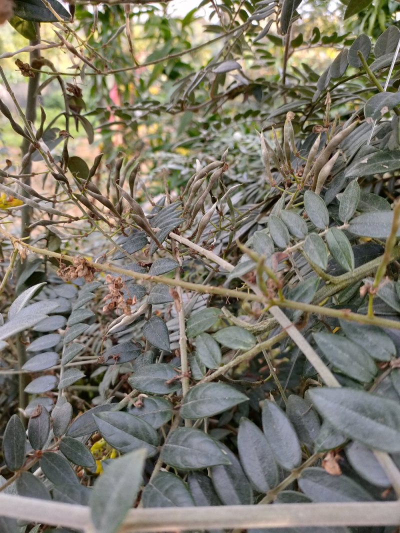 山豆根种子