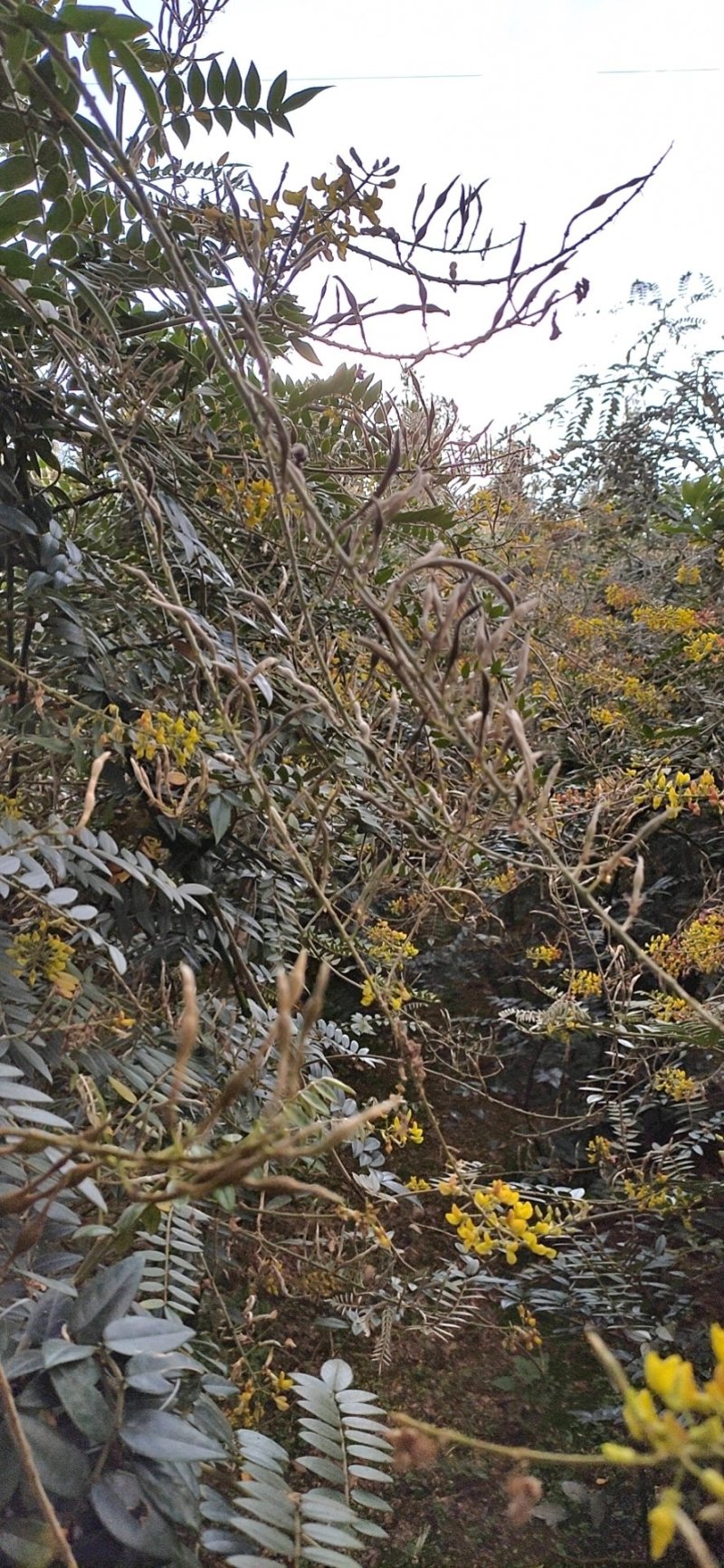 山豆根种子