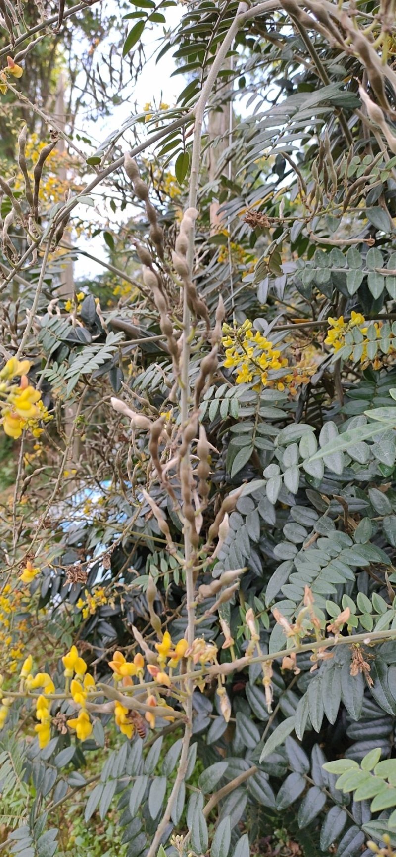 山豆根种子