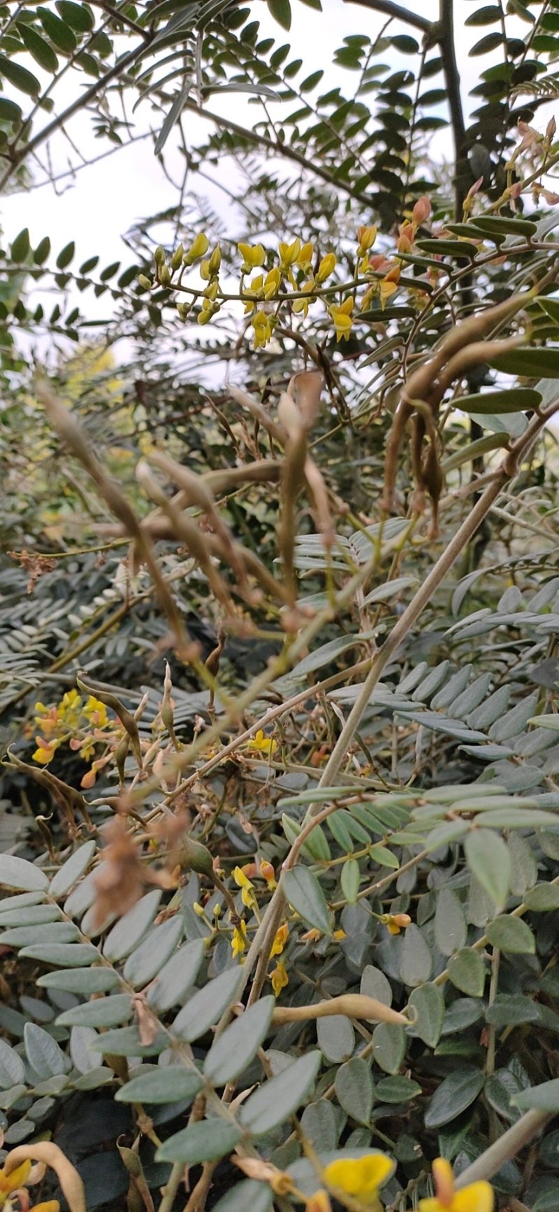 山豆根种子