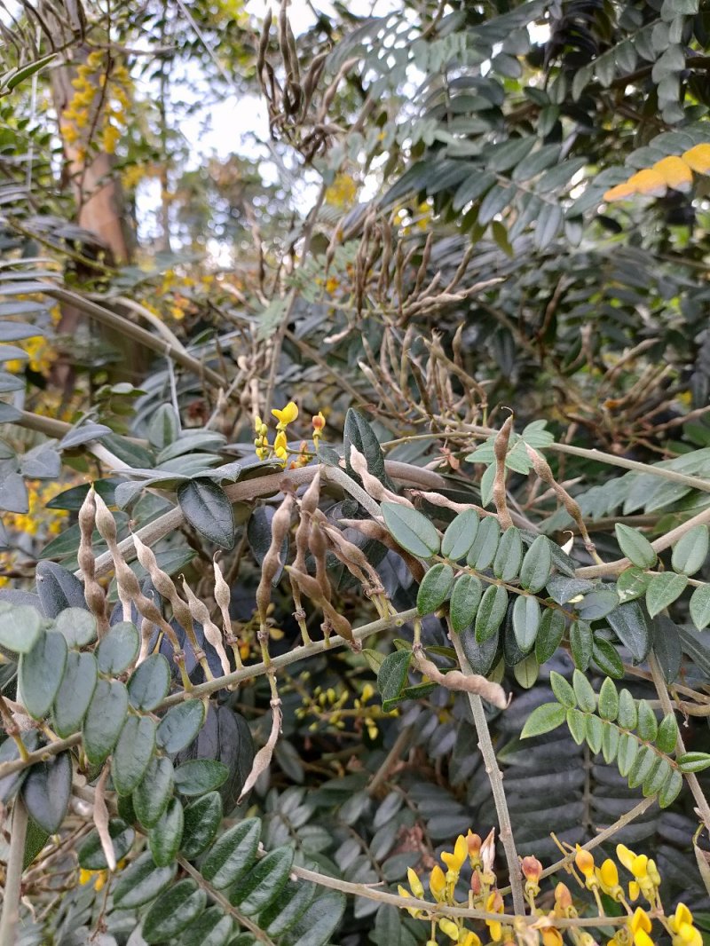 山豆根种子