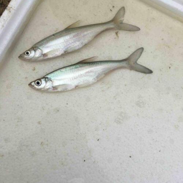 【翘壳鱼苗】规格均匀、皮毛好、提供养殖技术