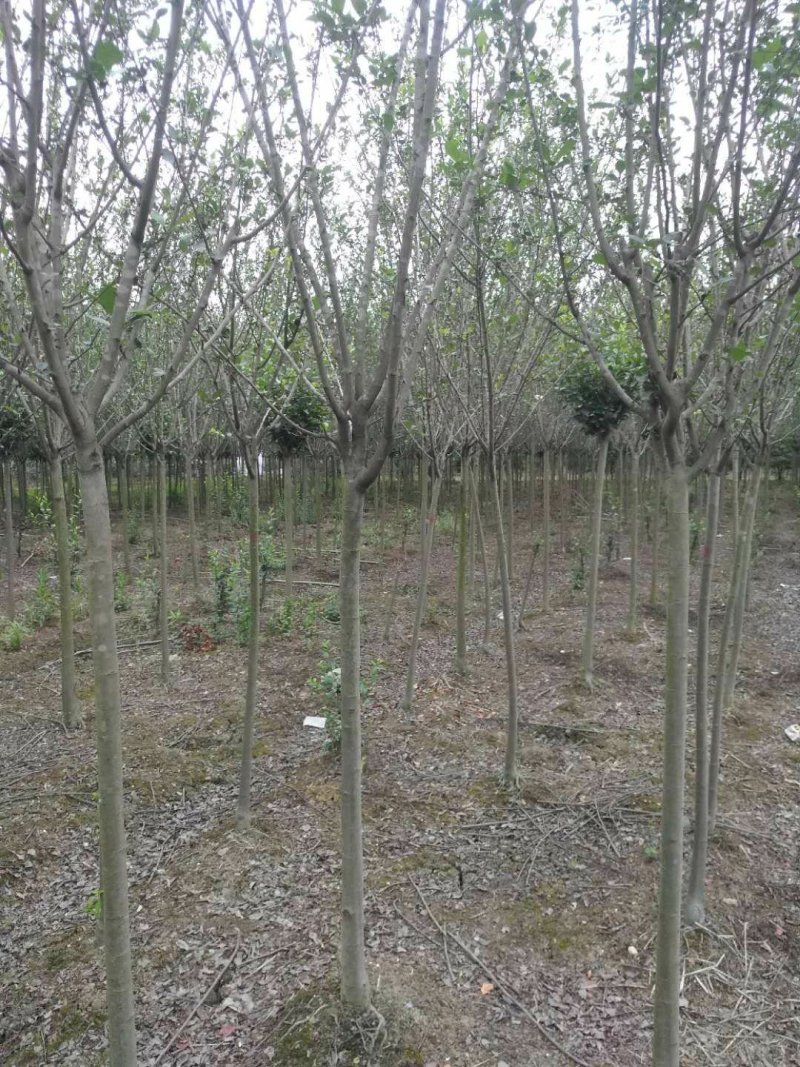 西府海棠幼苗批发2-5公分树形优美，价格优惠。